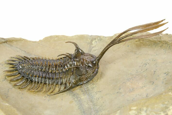 Trident Walliserops Trilobite - Top Quality Specimen #254064